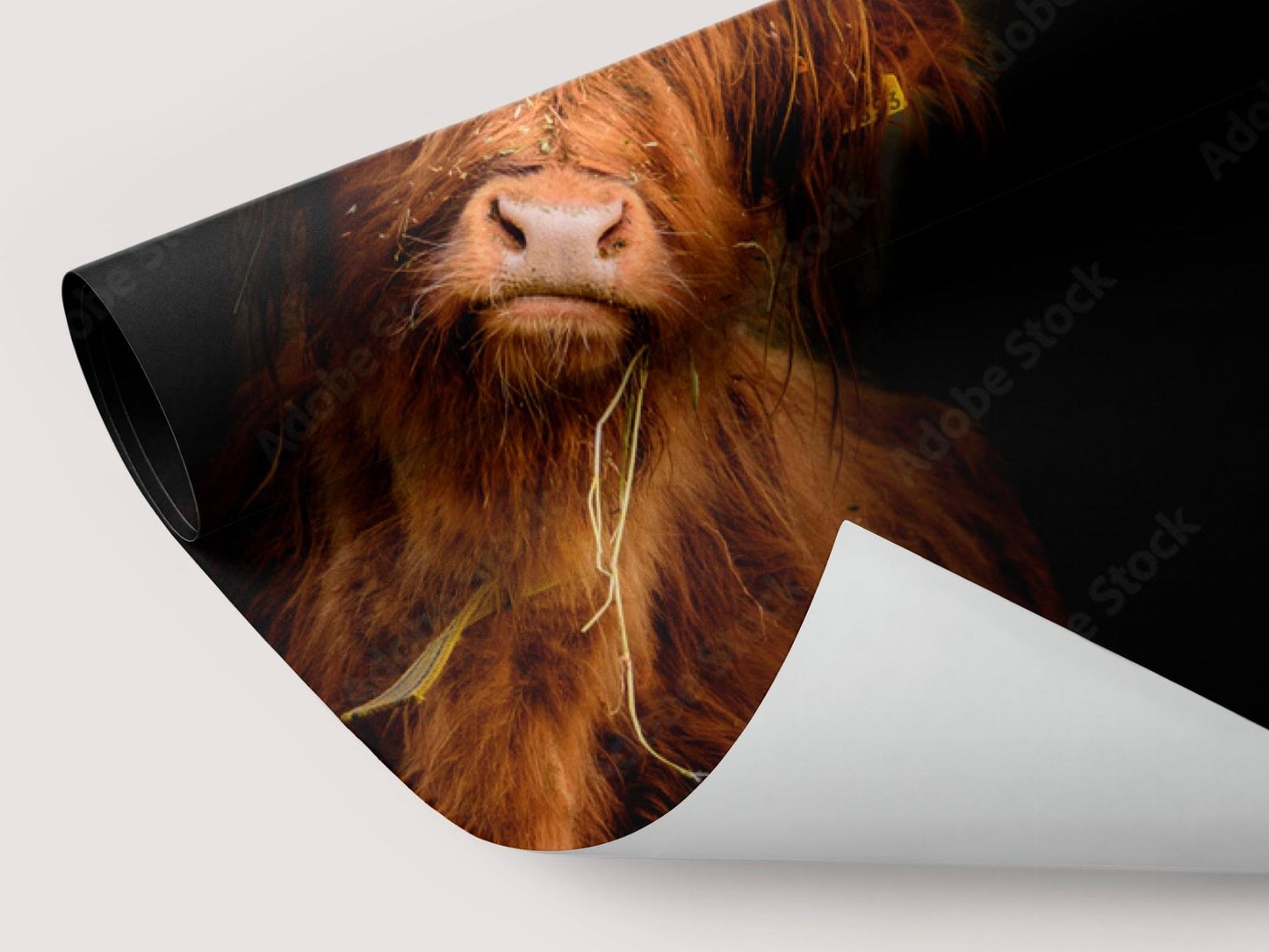 Wallpaper Grazing Bull