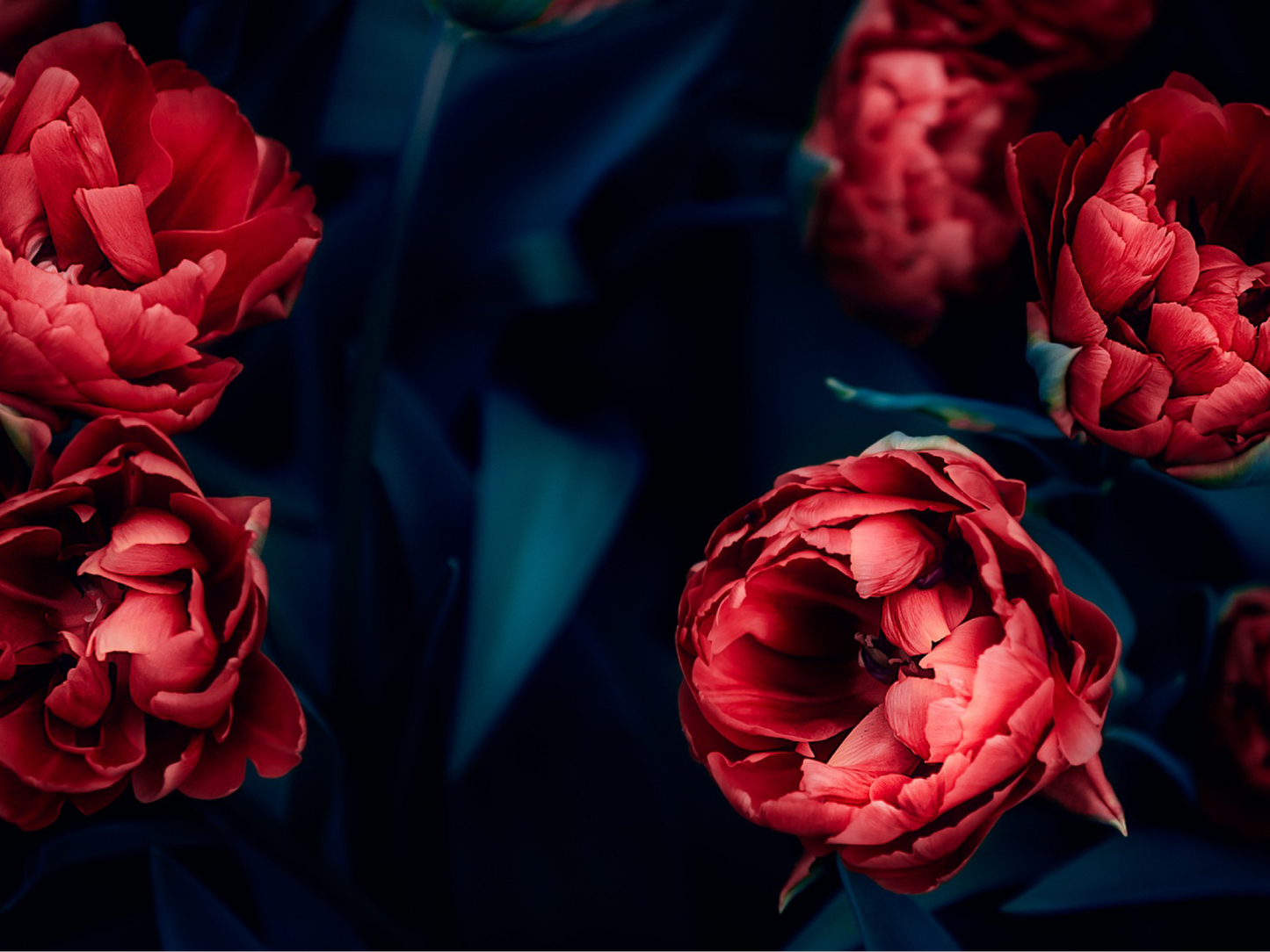 Wallpaper Blushing Brides