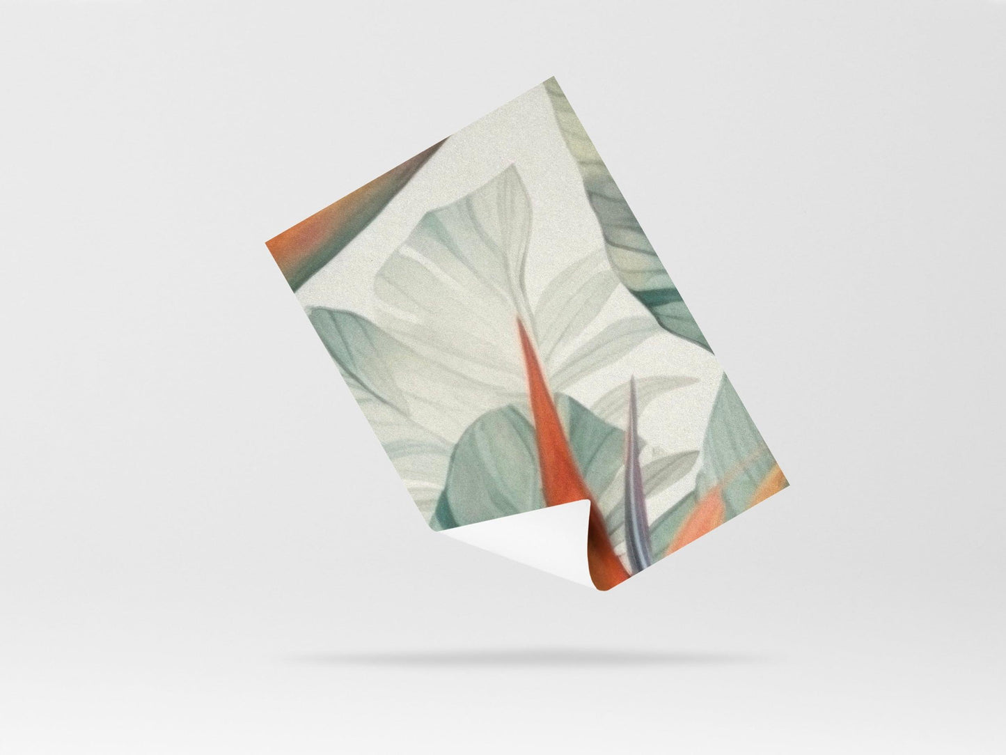 Wallpaper Strelitzia