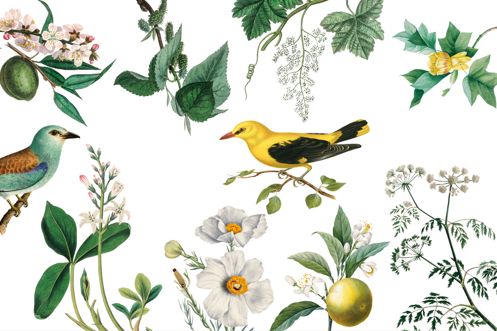 Wallpaper A Birds Paradise