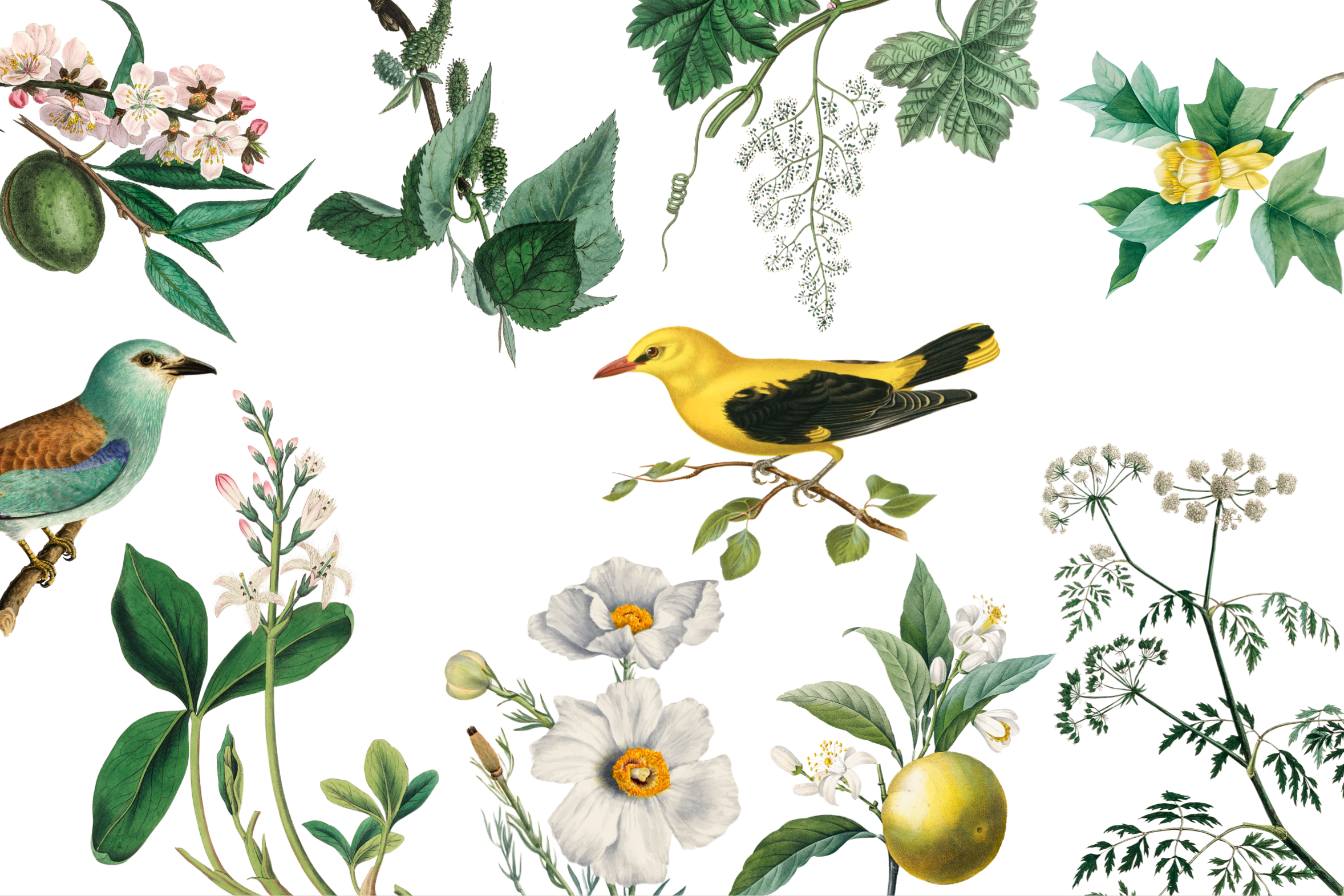 Wallpaper A Birds Paradise