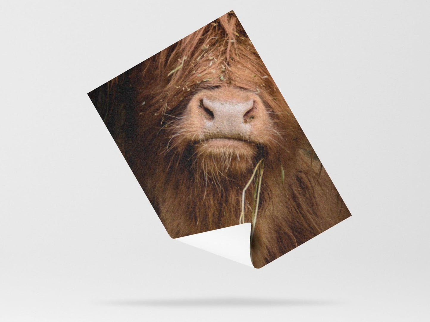 Wallpaper Grazing Bull