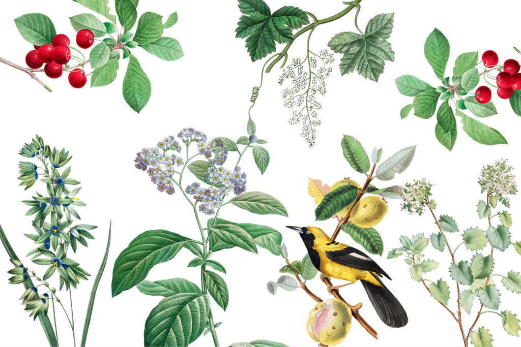 Wallpaper Bird Haven