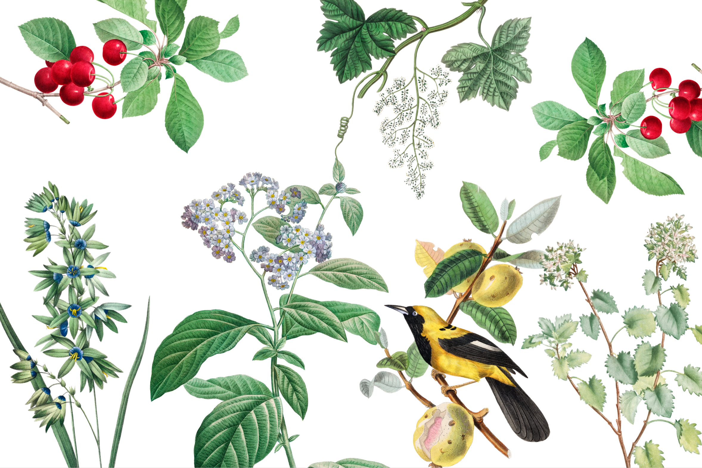 Wallpaper Bird Haven