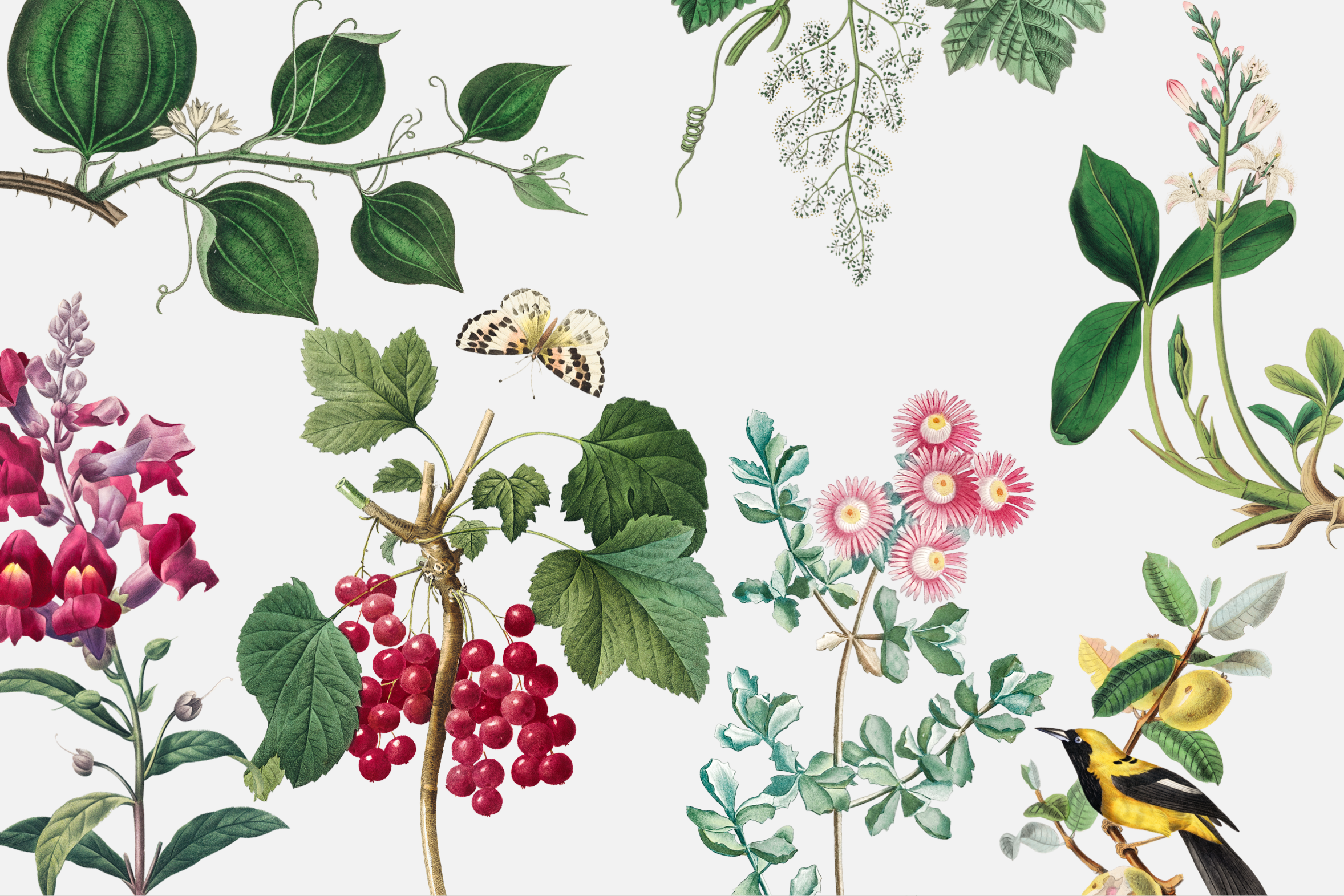 Wallpaper Butterfly Garden
