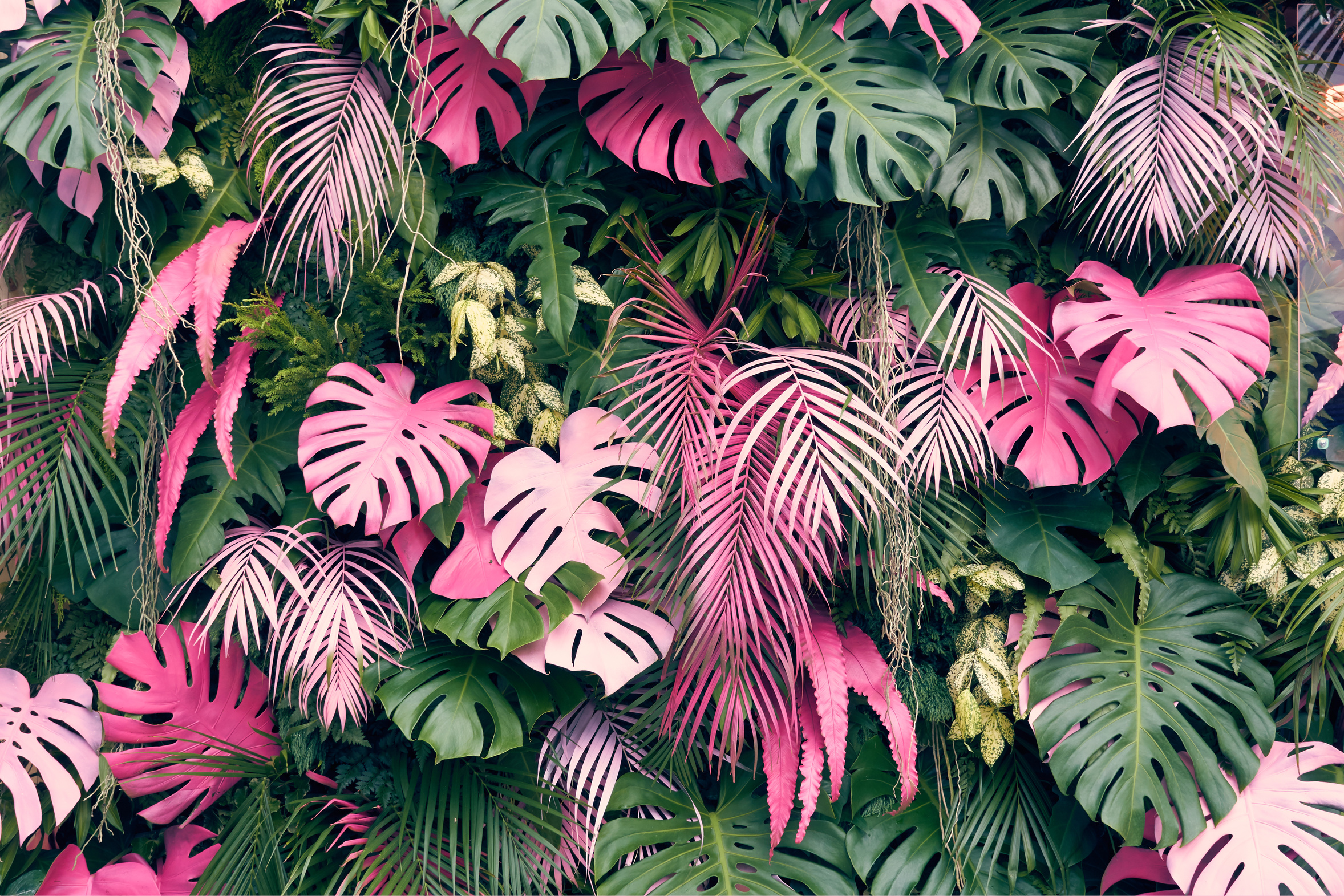 Wallpaper Pink Jungle