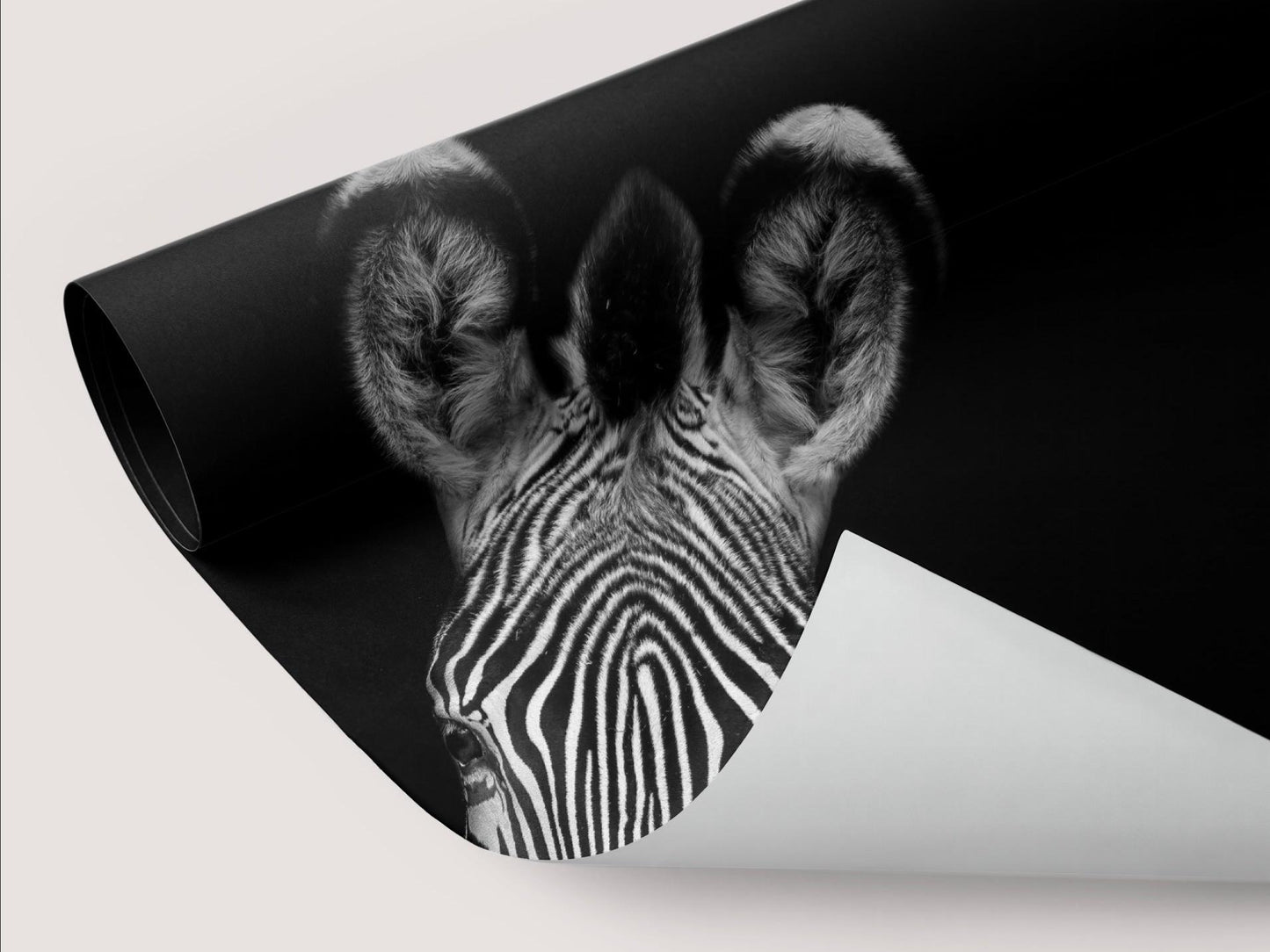 Wallpaper Glaring Zebra
