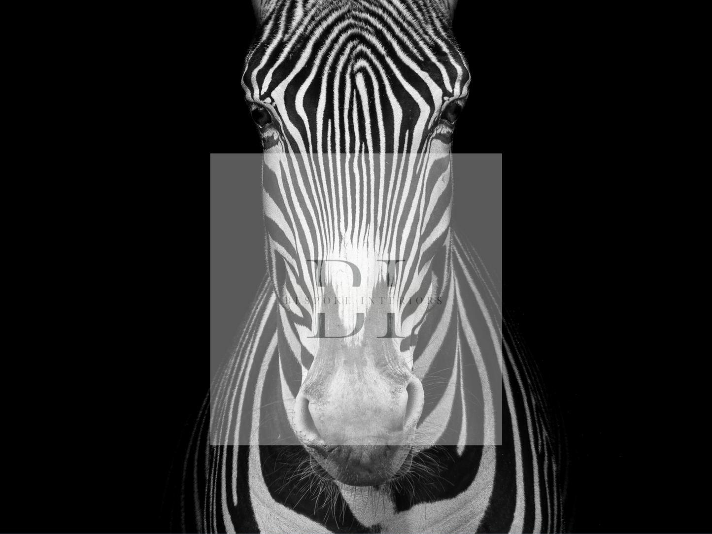 Wallpaper Glaring Zebra