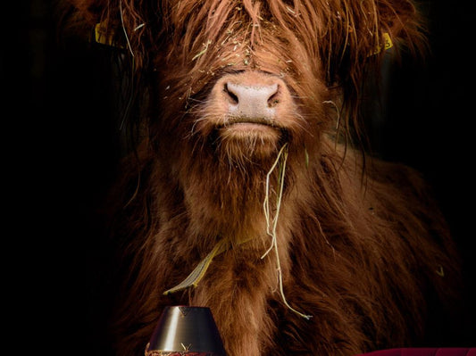 Wallpaper Grazing Bull