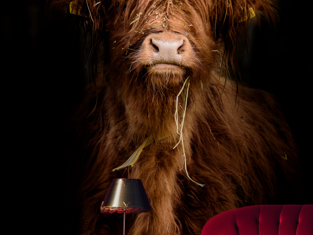 Wallpaper Grazing Bull