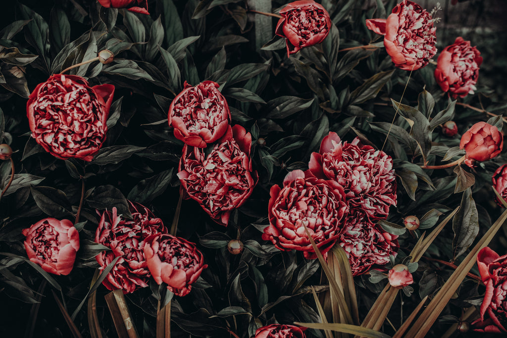 Wallpaper Sheik Floral