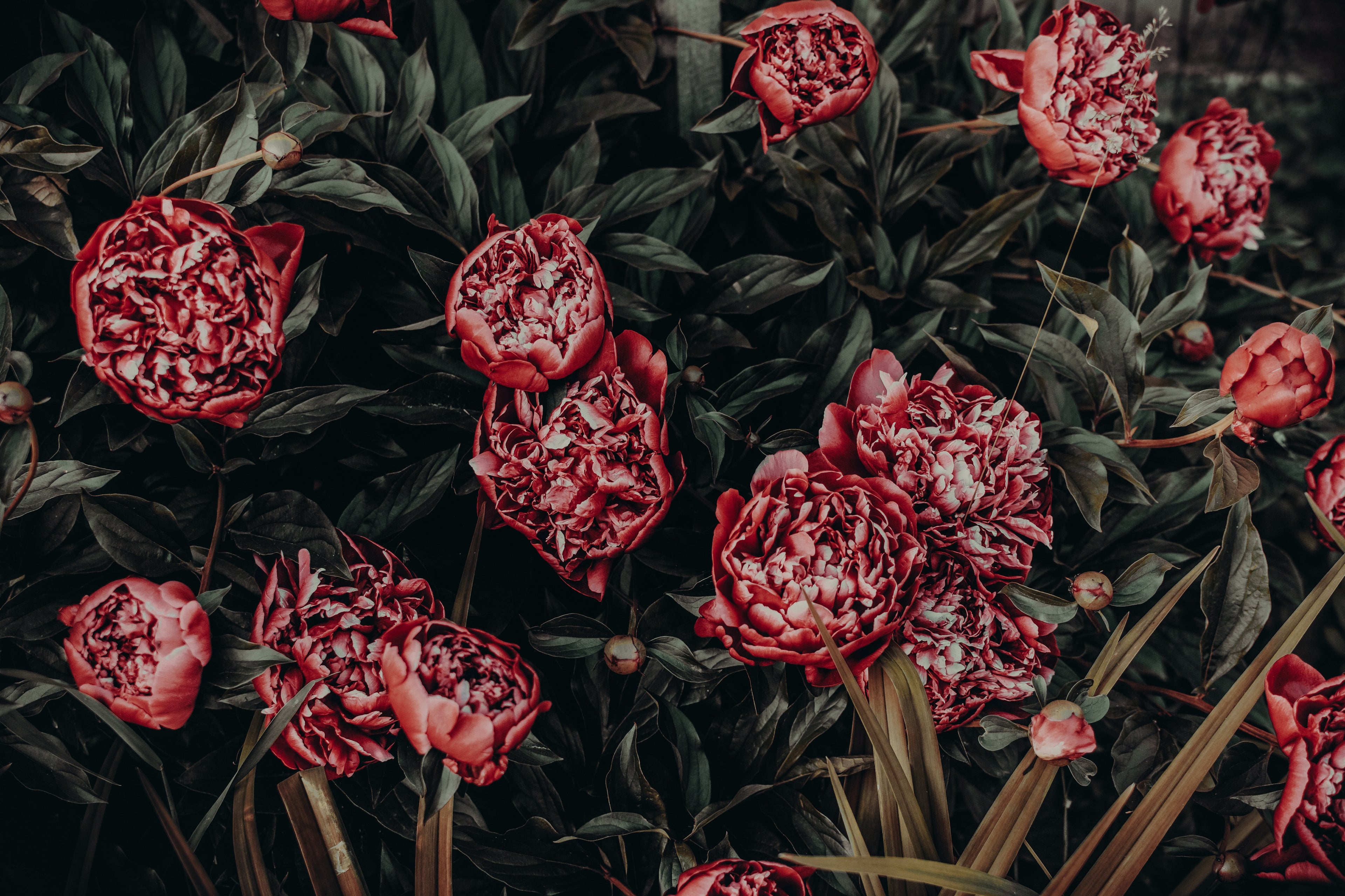 Wallpaper Sheik Floral
