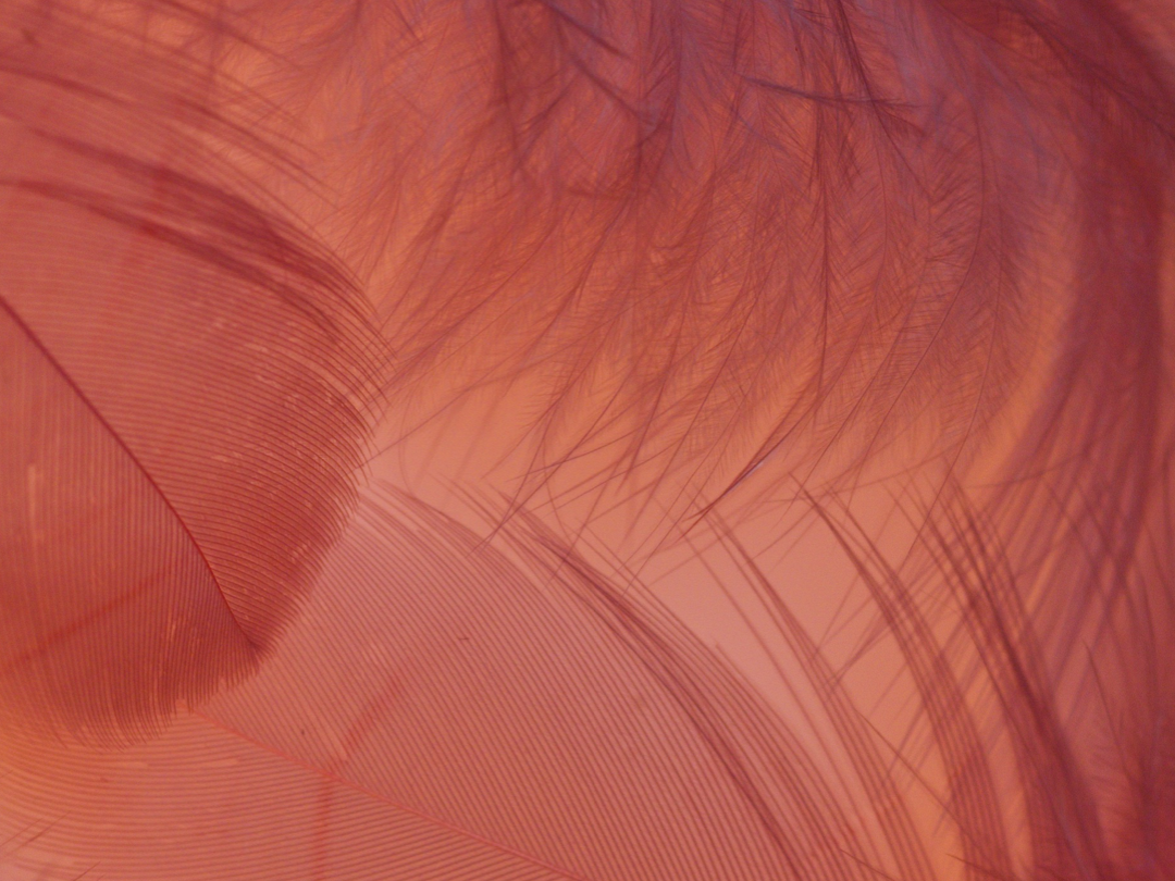 Wallpaper Feather