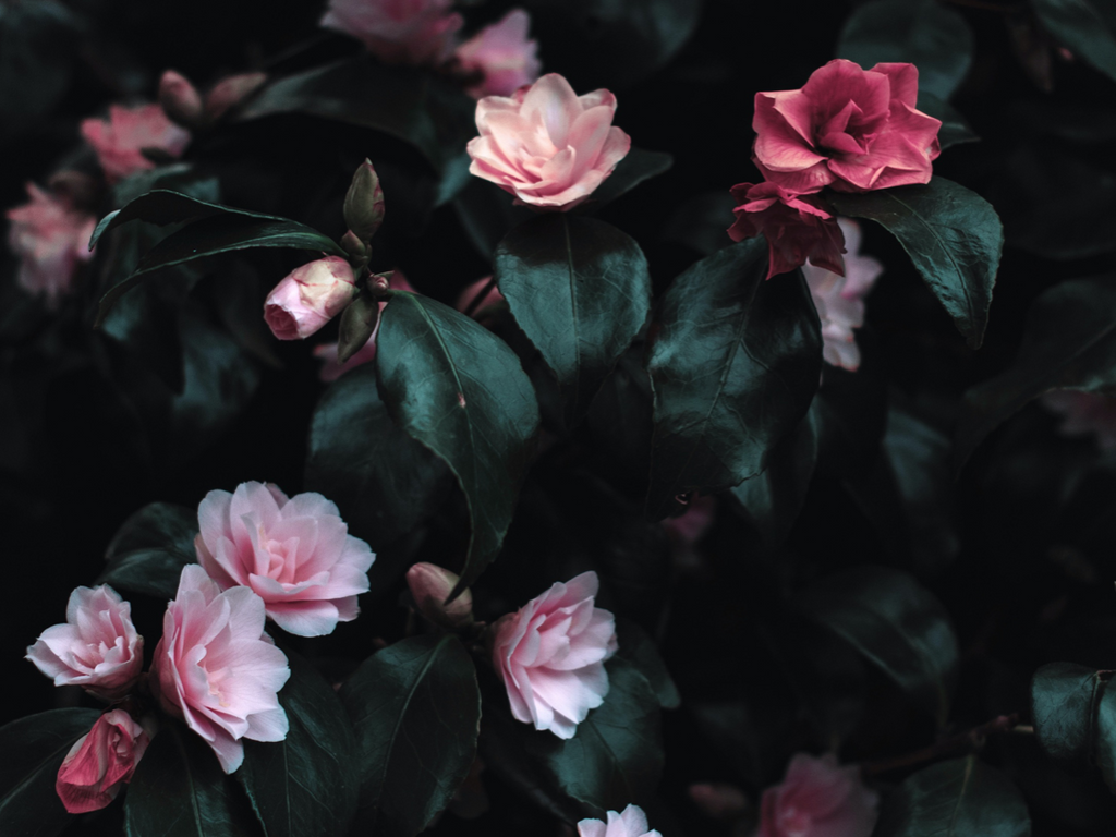 Wallpaper Blush