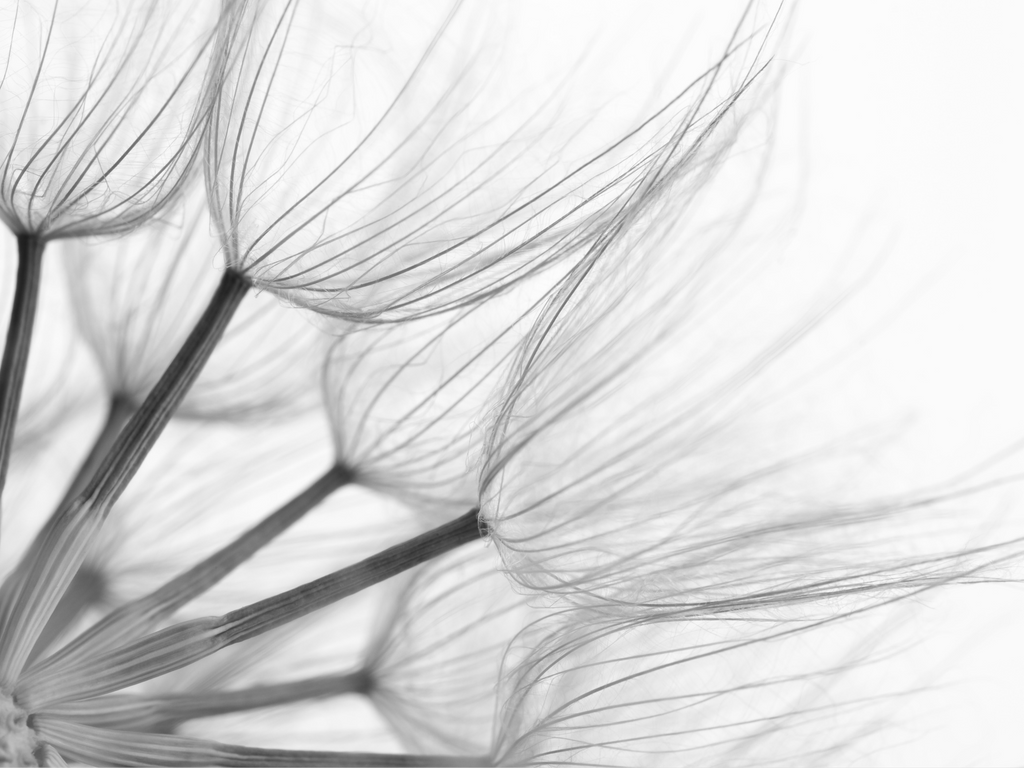 Wall Art Dandelion 