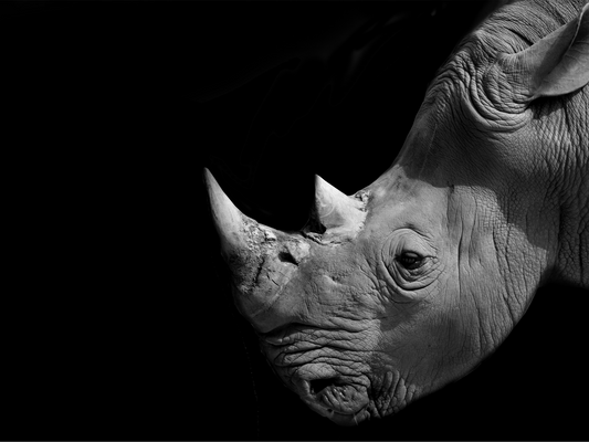 Art Print Rhino