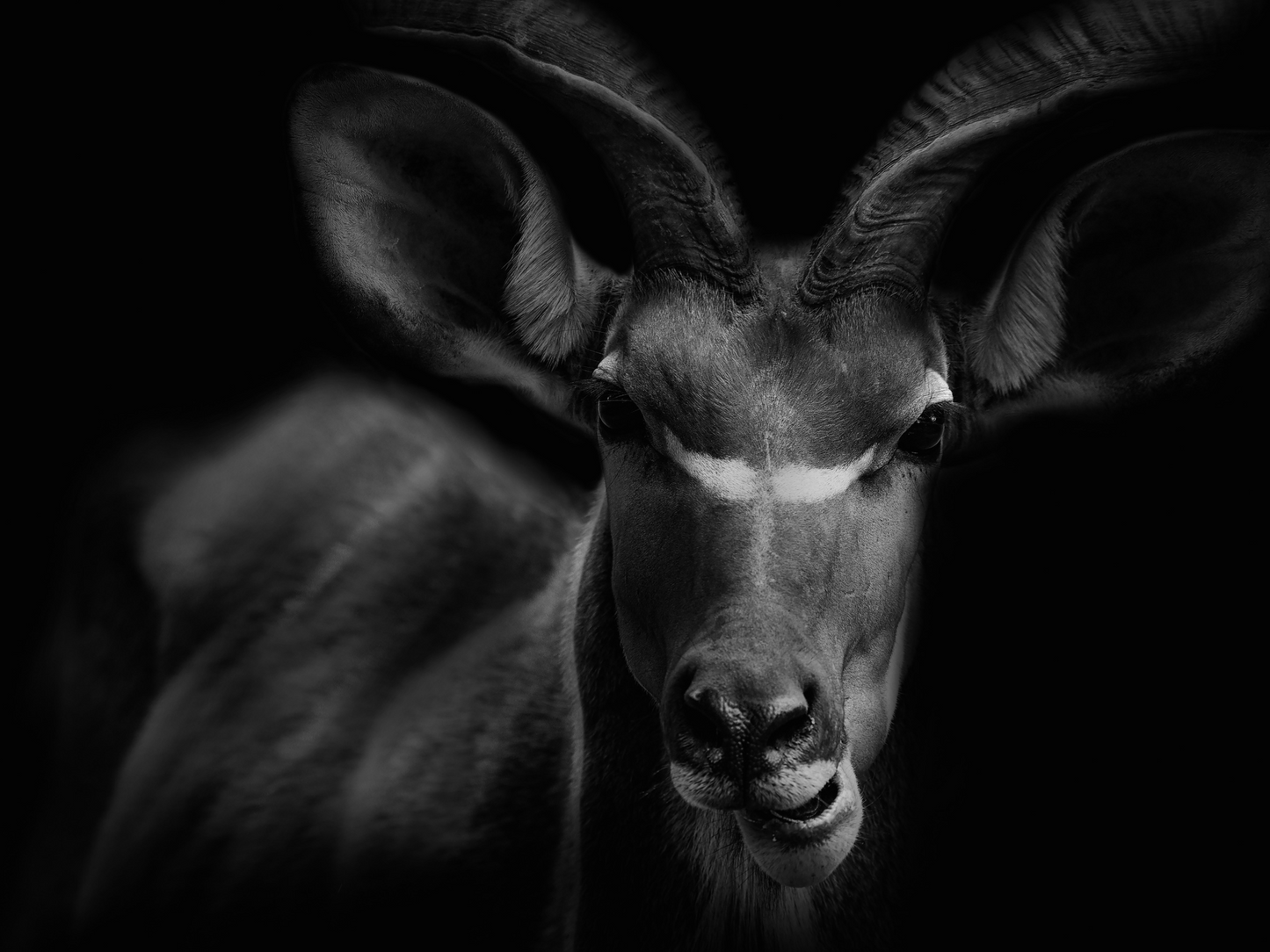 Art Print Kudu