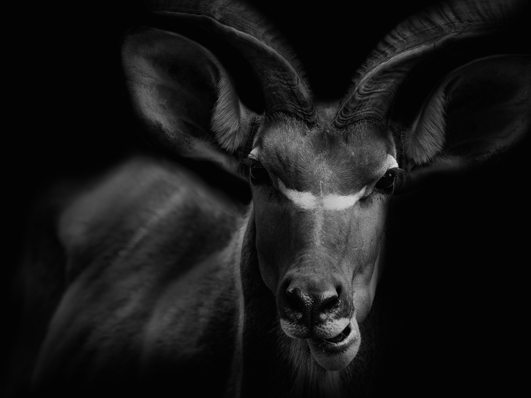 Art Print Kudu