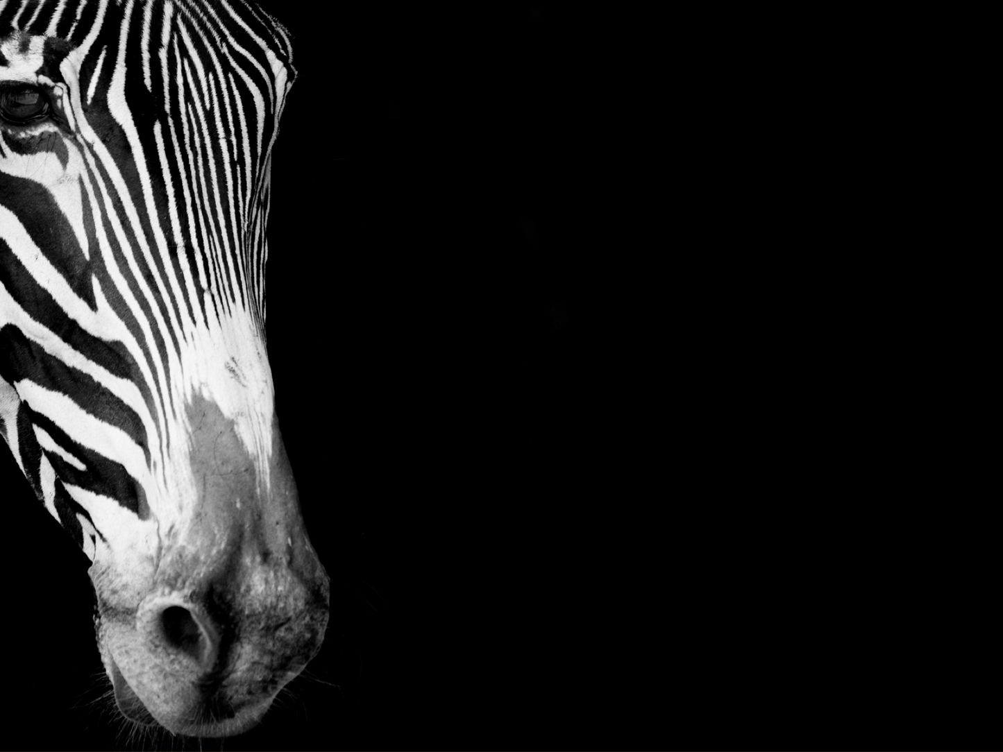 Art Print Zebra