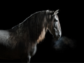 Art Print Stallion